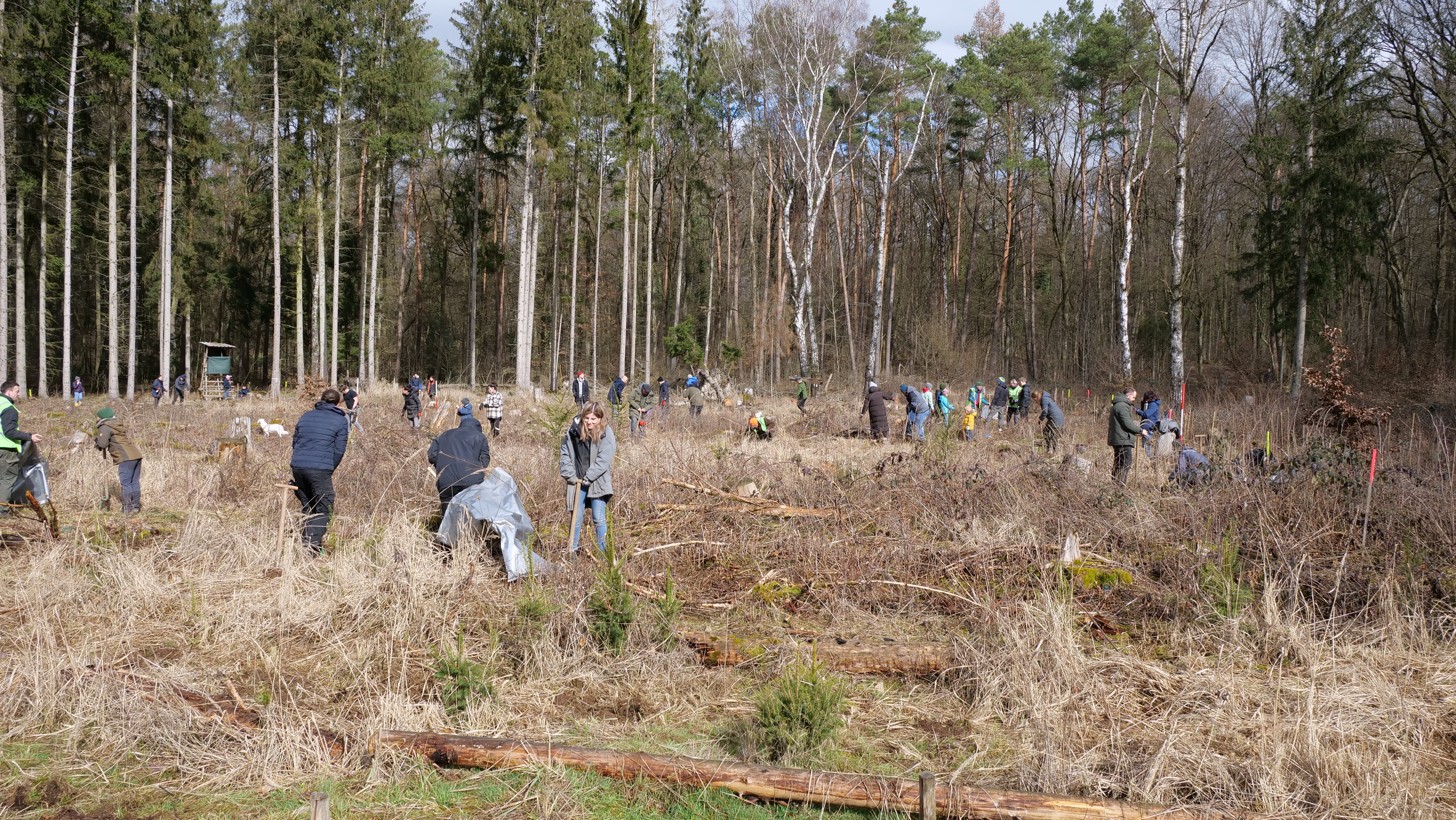 Alcedis Green plants trees in Giessen